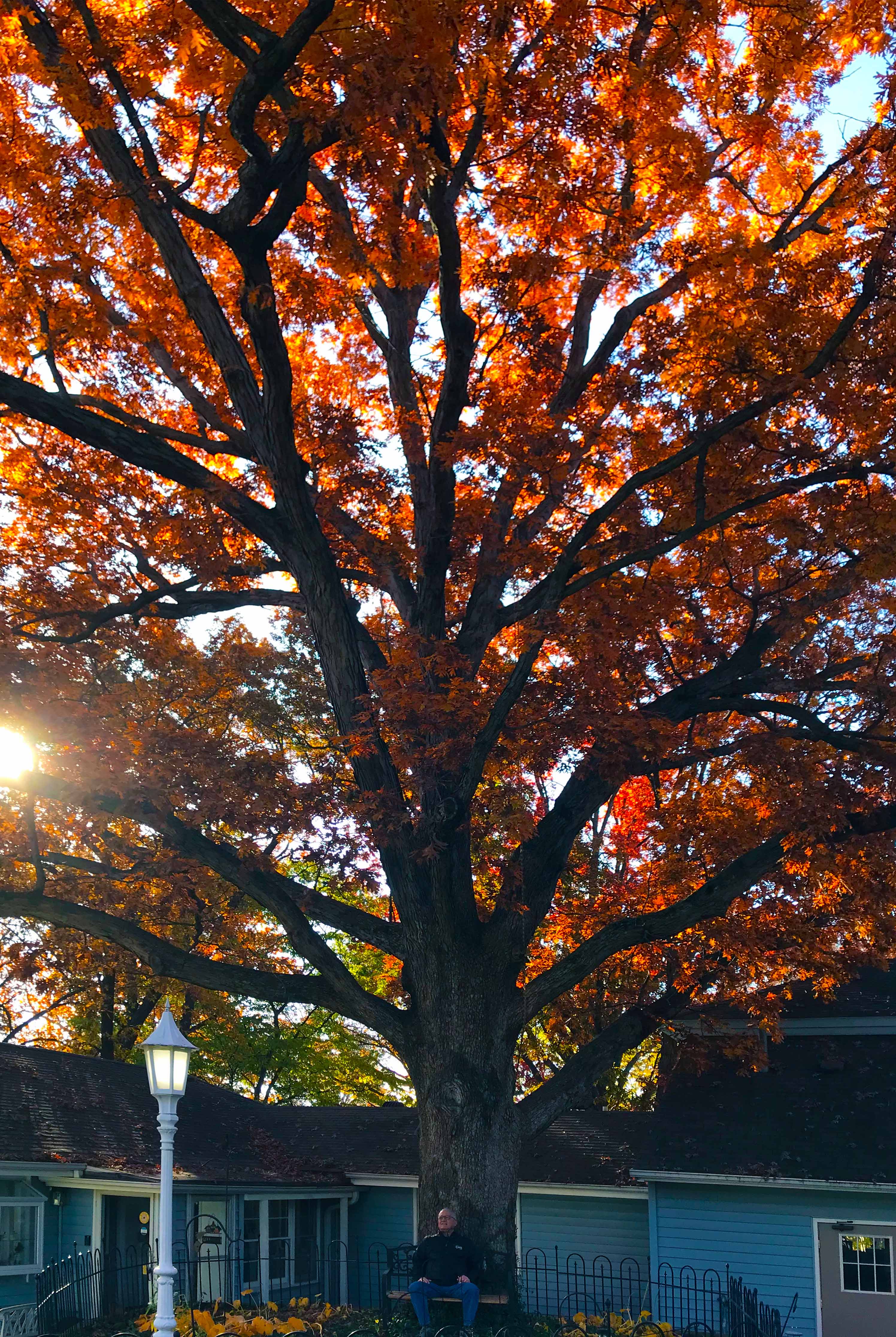The Liberty Tree: A Centuries-Old White Oak